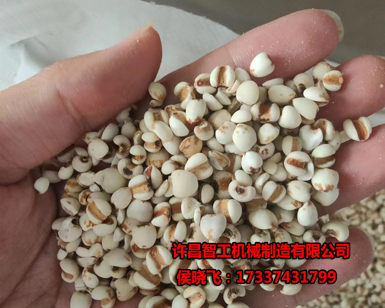 7.17日，客户带来薏米用2米生产线试机炒制